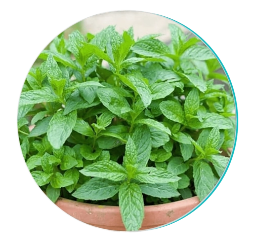 Biodentix 29 peppermint new