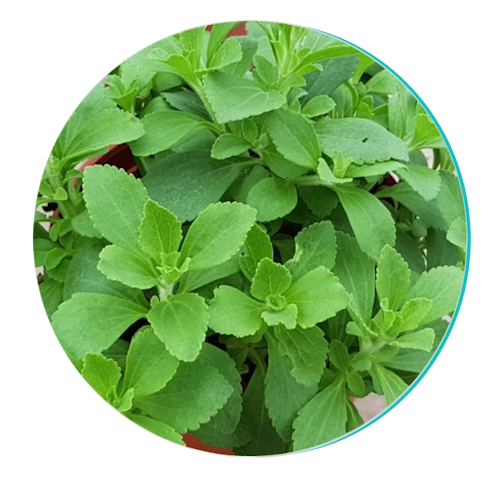 Biodentix 26 stevia new